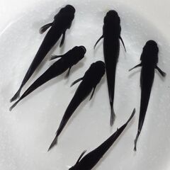 大人の色付きメダカ　２匹セットで１００円　※容器は写真のものではなく、プラスチックのカップでのお渡しになります。★おかげ様で２４セット販売済☆の画像