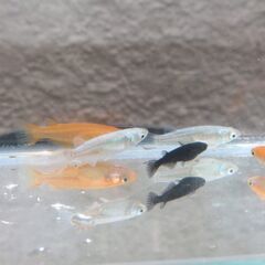 大人の色付きメダカ　２匹セットで１００円　※容器は写真のものではなく、プラスチックのカップでのお渡しになります。★おかげ様で２４セット販売済☆の画像
