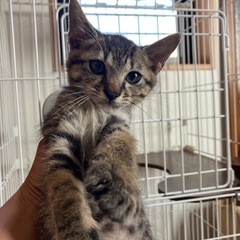 キジトラくん。