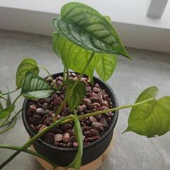 モンステラ・シルテペカナ鉢つきの画像