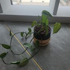 モンステラ・シルテペカナ鉢つき