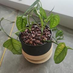 モンステラ・シルテペカナ鉢つきの画像
