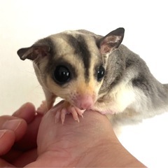 フクロモモンガ　【販売】　プラチナ等