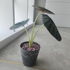 アロカシア　シルバーネブラの画像