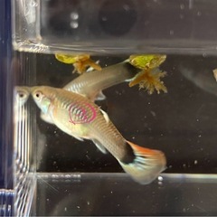 グッピー 観賞魚 メス の画像