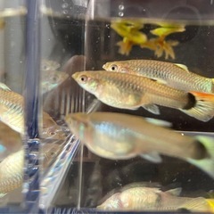 グッピー 観賞魚 メス の画像