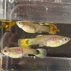 グッピー 観賞魚 メス の画像