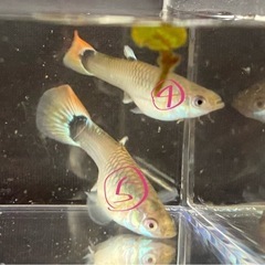 グッピー 観賞魚 メス の画像