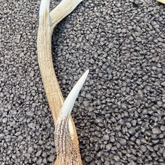 鹿の角 2本の画像