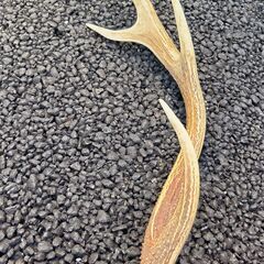 鹿の角 2本の画像