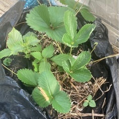 いちご苗3株🍓シソ1株、ウリ科（たぶんカボチャ）