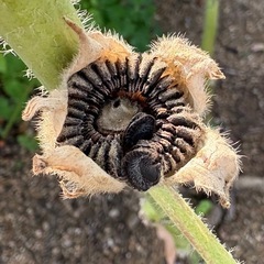 タチアオイの種の画像