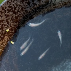 紅白メダカ　Sサイズの画像