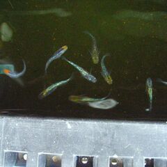 めだか-いろんな池からこんにちは　メダカさんの画像