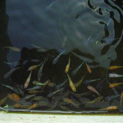 めだか-いろんな池からこんにちは　メダカさんの画像