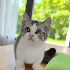 純血猫ちゃん達のお見合い(⋈◍＞◡＜◍)。✧♡ (譲渡会・…
