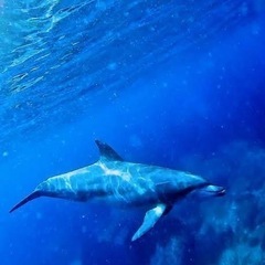 青い海・白い砂浜・自然
