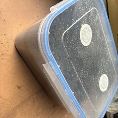 🐛カブトムシの【卵〜幼虫】お譲りします｜不透明ケース付き・6粒1000円の画像