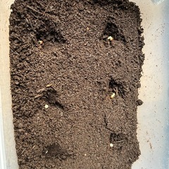 🐛カブトムシの【卵〜幼虫】お譲りします｜不透明ケース付き・6粒1...