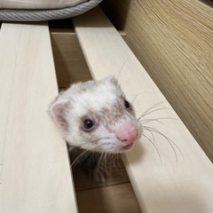 フェレット