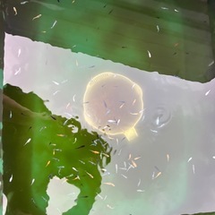 メダカ
の画像
