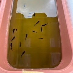 メダカ
の画像