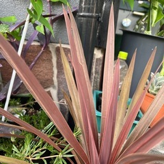 コリジリネの画像
