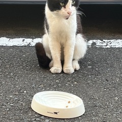 野良猫ちゃん ハチワレ
