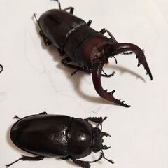 ノコギリクワガタ（ペア）大