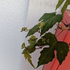 ミニ盆栽の野葡萄2の画像