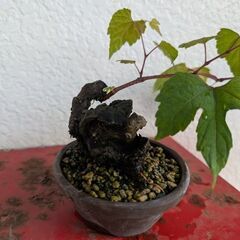 ミニ盆栽の野葡萄2の画像