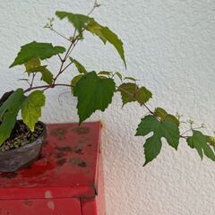 ミニ盆栽の野葡萄2の画像