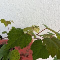 ミニ盆栽の野葡萄2の画像