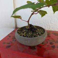 ミニ盆栽の野葡萄3の画像