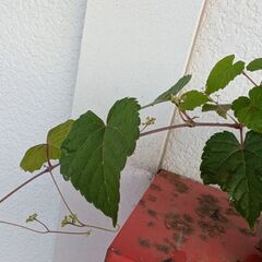 ミニ盆栽の野葡萄3の画像
