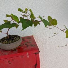 ミニ盆栽の野葡萄3の画像
