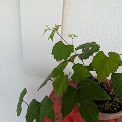 ミニ盆栽の野葡萄4の画像