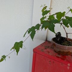 ミニ盆栽の野葡萄4の画像