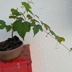ミニ盆栽の野葡萄4の画像