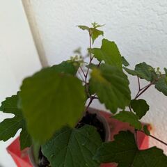 ミニ盆栽の野葡萄4の画像