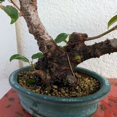 ミニ盆栽のアコウ3の画像