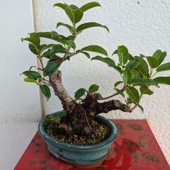 ミニ盆栽のアコウ3の画像