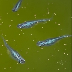 めだか幼魚:ブラックオパールシャドー10匹　まるこうメダカの画像