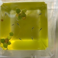 めだか幼魚:ブラックオパールシャドー10匹　まるこうメダカの画像