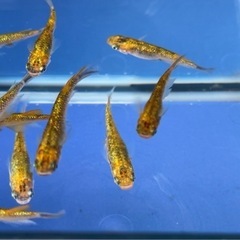 #42  ラメメダカ（サボブルー系）10匹¥1,500 の画像