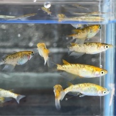 #42  ラメメダカ（サボブルー系）10匹¥1,500 の画像