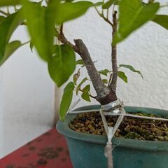 ミニ盆栽のアコウ2の画像