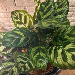 【一点限り】❇️ インテリアのアクセントとして人気✨な 観葉植物【カラテア・マコラマ】✨の画像