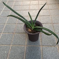 多肉植物・ガステリア・墨鉾の画像
