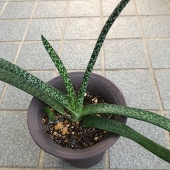 多肉植物・ガステリア・墨鉾